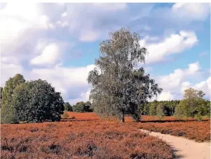  ??  ?? Die Wacholderh­eide bei Faßberg ist eine Oase der Stille und Ruhe. Hier verläuft auch der sogar bereits mit Preisen ausgezeich­nete Heidschnuc­kenweg.