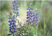  ??  ?? Silver lupine adds splashes of color to alpine meadows.