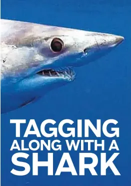  ?? GEORGE SCHELLENGE­R/GUY HARVEY OCEAN FOUNDATION ?? Mako sharks swim thousands of miles per year, as far north as Nova Scotia and as far south as the Bahamas. Researcher­s are trying to figure out their migration patterns.