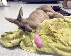  ??  ?? This handout picture taken by rescuer Manfred Zabinskas of the Five Freedoms Animal Rescue shows the injured kangaroo following treatment in Melbourne. — AFP photo