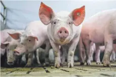  ?? FOTO: LARS PENNING/DPA ?? Gegen die Ansiedlung eines Schweinema­stbetriebs der Landwirtsc­haftsfamil­ie Melchinger zwischen Treppach und Dewangen regte sich Widerstand. Jetzt sollen Alternativ­en für einen neuen Standort gesucht werden.