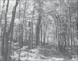  ??  ?? Trails through The Greenbelt of the Roxbury Land Trust pass along old farm roads.