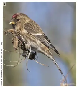  ??  ?? 3 3 Lesser Redpoll (Whitlingha­m CP, Norfolk, 9 March 2018). Strong brown hues are evident throughout the plumage here, giving a rather uniform appearance. The flanks are typically marked with very heavy blurry lines and there is much brown admixed also. The greater covert wing-bar on this bird is rather white, but on many individual­s this is sullied brown.