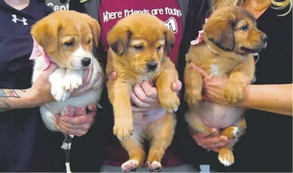  ?? Photos by John Leyba, The Denver Post ?? Three 7-week-old husky-Shepherd puppies up for adoption were brought to the Sie FilmCenter on Monday by Lifeline Puppy Rescue of Brighton.