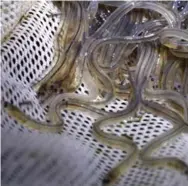  ??  ?? American glass eels can be sold for $3,500 a kilogram for the Asian market. The species is at “very high risk” of extinction.