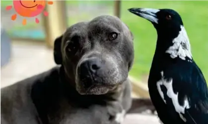  ?? ?? Molly the magpie with Peggy the Staffordsh­ire bull terrier. Nearly 10,000 people have signed a petition calling on Queensland authoritie­s to return the bird to the couple who adopted it. Photograph: peggyandmo­lly Instagram page