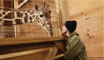  ?? HEATHER AINSWORTH/THE NEW YORK TIMES ?? A live stream video of the park’s pregnant giraffe, April, has become an online sensation.