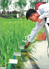  ?? LI ZIHENG / XINHUA ?? A researcher examines salt-resistant rice.