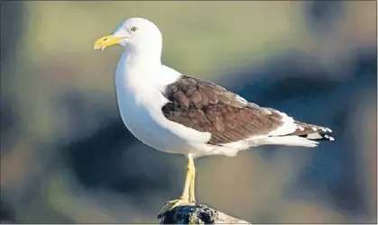  ??  ?? Gull menace: The black-backed gull, which is still annoying business owners in Porirua.