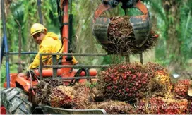  ?? Image via Sime Darby Plantation ??