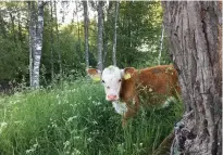  ?? FOTO: HELENA VON LIMBURG STIRUM ?? EGNA VäGAR. Oboy är mindre än storebrors­an, men båda växer och mår bra. Fram till augusti får de vara i samma hage som sina mammor.