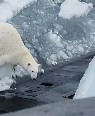  ??  ?? POLAR EXPLORER: The Russian submarine surfaces near a waiting polar bear, circled. Attracted by rubbish being dumped by the crew of the sub, the bear attempts to clamber aboard, left, in search of more food.