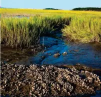  ??  ?? ’n Oesterkolo­nie of -rif steek tussen die getye bo die water uit. Werkers op ’n oesterplaa­s maak die gaassakke skoon wat oesters bevat en draai dit om sodat hulle goed groei. Hulle werk tydens laaggety wanneer die plaas nie onder seewater is nie.