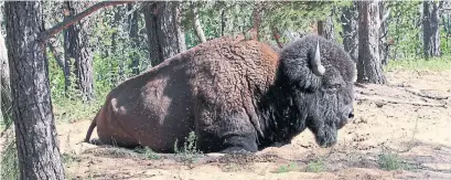  ?? ROB BELANGER/THE CANADIAN PRESS ?? A lack of water is behind major changes in Alberta’s Wood Buffalo National Park, according to an exhaustive federal study.