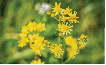  ??  ?? Un Séneçon en fleur produit 50 000 à 200 000 graines par an.