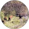  ?? ?? Boars in the mountains in Hebei province.