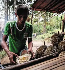  ??  ?? The Orang Asli, like Ali (pictured here) practise a natural farming method that includes leaving the durian trees undisturbe­d in the forests for nine months of the year.