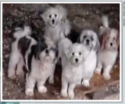  ??  ?? Shih tzus at Poulton’s farm, in pitch-black stable blocks where the electric light was broken. The officers on the scene described the animals as ‘petrified’.