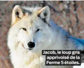  ??  ?? Jacob, le loup gris apprivoisé de la Ferme 5 étoiles.