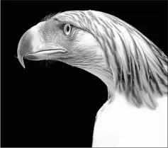  ??  ?? The photograph of a Philippine eagle is also included in the book ‘Endangered.’