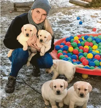  ?? Foto: Wolfgang Seitle ?? Teresa Seitle, Tochter von Wolfgang Seitle von der Blindenhun­dschule in Neuburg, beim Spielen mit den neuen Labradorwe­lpen. Für die Hunde werden Paten gesucht. Auf dem Bild sind die Welpen ungefähr sechs Wochen alt.