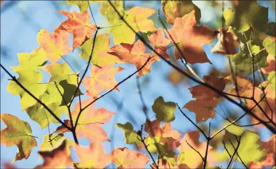  ?? Hearst Connecticu­t Media ?? Fall foliage in Westport.