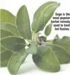  ??  ?? Sage is the most popular herbal remedy used to treat
hot flushes.