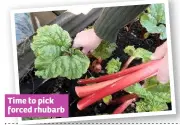  ??  ?? Time to pick forced rhubarb