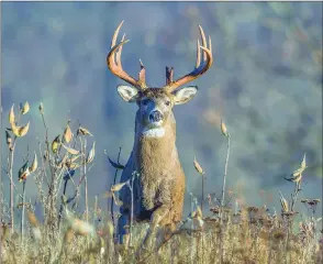  ??  ?? The Pennsylvan­ia Game Commission this week released recommenda­tions for hunters and processors regarding Chronic Wasting Disease.