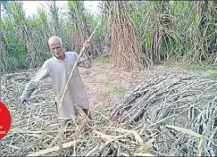  ?? HT PHOTO ?? 90% farmers of UP’s sugar bowl have adopted Co0238 variety of sugarcane.