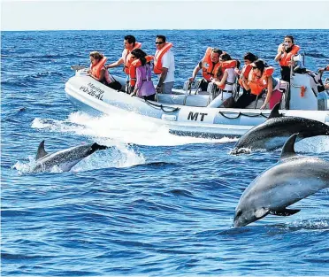  ??  ?? MARINE PARADE: Dolphin tours off Sao Miguel