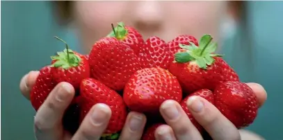  ??  ?? Exporters of perishable­s such as strawberri­es expect lower returns because of the shortage of lower cost freight.