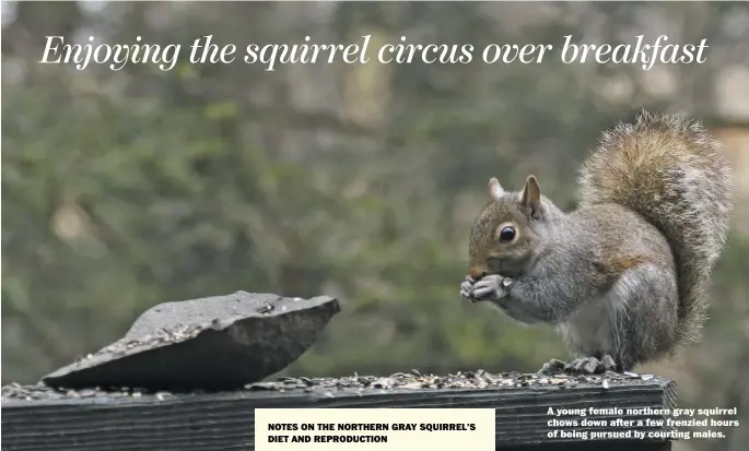  ?? BY PAM OWEN ?? A young female northern gray squirrel chows down a er a few frenzied hours of being pursued by courting males.