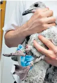  ?? ?? A gull was rescued after its legs were trapped in the elastic of a disposable face covering for about a week