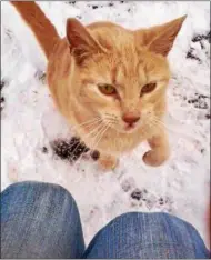  ??  ?? Volunteer Lin Kahler has been around the colony long enough that the cats trust her.