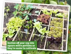  ??  ?? Section off your veg into square metre portions so they’re easier to cultivate