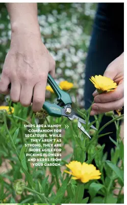  ??  ?? SNIPS ARE A HANDY COMPANION FOR SECATEURS. WHILE THEY AREN’T AS STRONG, THEY ARE MORE AGILE FOR PICKING FLOWERS AND HERBS FROM YOUR GARDEN.