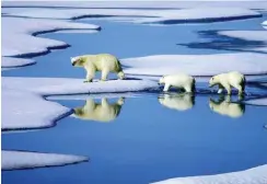  ?? Foto: dpa/Hinrich Bäsemann ?? Eisbären auf Futtersuch­e im tauenden Eis.