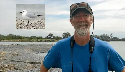  ?? PHOTO: ANDRE CHUMKO/STUFF ?? Birds New Zealand representa­tive Bernie Kelly has helped with trapping predators after the discovery of the rare breeding colony. Inset: the tara¯puka, or black-billed gull.