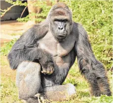  ?? FOTO: CINCINNATI ZOO/DPA ?? Der Tod von Gorilla Harambe bewegt die USA.