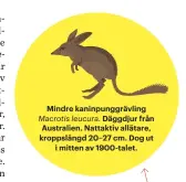  ??  ?? Mindre kaninpungg­rävling Macrotis leucura. Däggdjur från Australien. Nattaktiv allätare, kroppsläng­d 20–27 cm. Dog ut i mitten av 1900-talet.