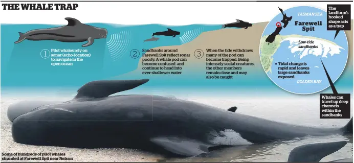  ??  ?? Some of hundreds of pilot whales stranded at Farewell Spit near Nelson Tidal change is rapid and leaves large sandbanks exposed