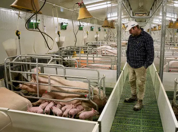  ?? PHOTO: NEW ZEALAND PORK ?? The pork industry says farrowing crates reduce piglet mortality as there is less risk of piglets being crushed by the sow.