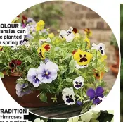  ??  ?? COLOUR Pansies can be planted in spring