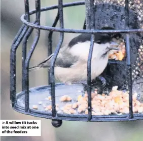  ?? Charlie Elder ?? > A willow tit tucks into seed mix at one of the feeders