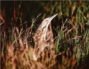  ?? Associated Press file photo ?? An American bittern hides in the grass during the annual 24-hour Christmast­ime ritual to count birds along the Texas Gulf Coast in Mad Island, Texas, in 2012.