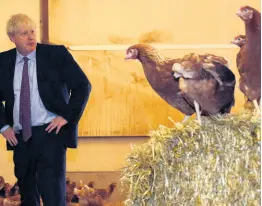  ??  ?? UK Prime Minister Boris Johnson inspects the chickens during his visit to rally support for his farming plans post-Brexit, at Shervingto­n Farm in St Brides Wentlooge near Newport, south Wales, yesterday.