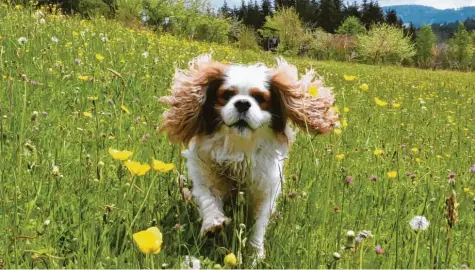  ??  ?? Frische Bergluft, blühende Wiesen und fliegende Ohren: So lässt sich der Sommer in vollen Zügen genießen. Hund Charlie, kurz für Cavalier King Charles, war mit seiner Fa‰ milie Eder aus Landsberg im Allgäu wandern.