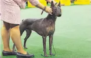  ?? [AP FILE PHOTO] ?? A xoloitzcui­ntli is shown in the ring during the non-sporting group competitio­n at the 140th Westminste­r Kennel Club dog show, Feb. 15, 2016, at Madison Square Garden in New York.