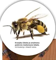  ?? FOTOGRAFIJ­E: PRIMOŽ HIENG ?? Kranjska čebela je avtohtona podvrsta medonosne čebele.